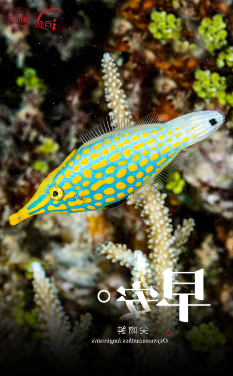早安5