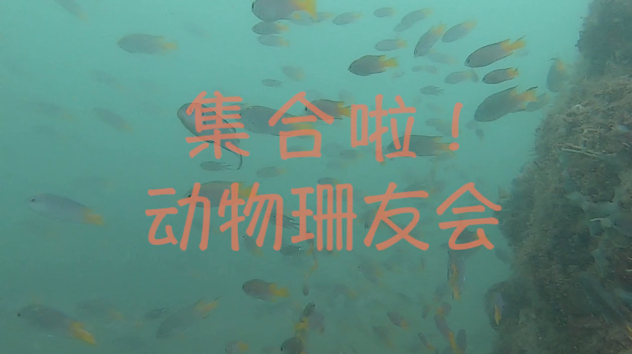 集合啦！动物珊友会！