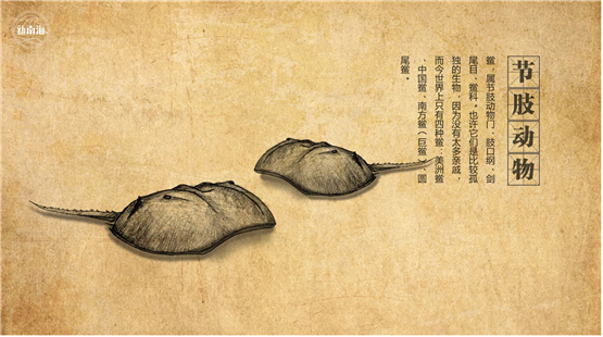 国际生物多样性日 | “鲎”会有期