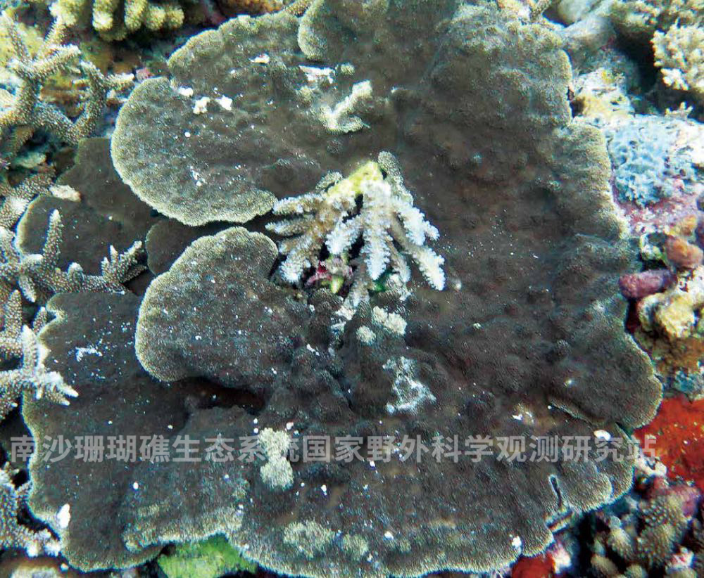 楔形鹿角珊瑚