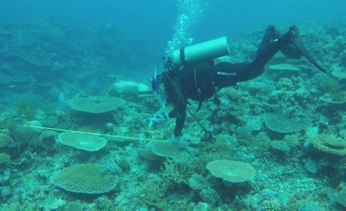 珊瑚礁生态人工水下定期监测